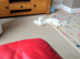 Kittens for sale
