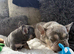 French bulldog puppies
