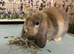 Mini Lop Bunnies