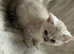 1 female 1 male left looking for there forever homes