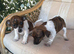 Jack russel puppies