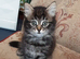 Playful Kittens for sale. 30.00 Pounds. Each