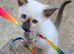 Beautiful pure siamese kittens