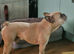 Male French bulldog, KCReg, 7yrs