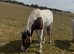 Beautiful Skewbald Filly