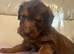 Beautiful Miniature Jackapoo puppies