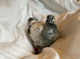 Pet / Homing Pigeons £15 (per bird) ready end early / mid July 2026