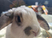 2 lovely male lionheads looking for a super home!