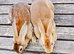 2 LOVELY YOUNG REX BUCKS AVAILABLE NOW...