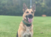 3 year old GSD