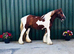 Stunning Skewbald Traditional Cob