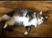 3 year old Norweigen Forest Cat x Ragdoll