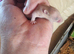 Syrian hamsters for sale