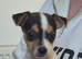Lovely Jack Russell pups for sale