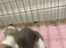Beautiful pedigree whippet puppies