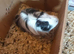 Dave the guinea pig
