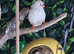 Zebra finches, benglese, canaries and baby quail