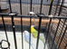 3x female budgies