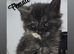 Maine coon kittens