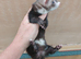 Unique micro jill- Nearly 6months old.