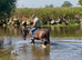 DJ cob gelding