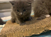 Ragdoll x Russian blue long haired