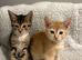 STUNNING ABYSSINIAN MIXED READY TO LEAVE!