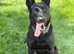 German shepherd X Dutch herder.  Stud