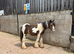 Chaps registered yearling