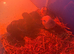 Chicks