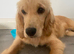 Cocker spaniel