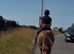 15.1hh amazing cob gelding