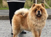4 year old chow female