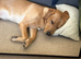 Amazing and lovable Labrador boy