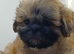 KC reg Shih Tzu/ Shihtzu pups