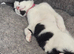 Female cat