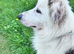 Mixed breed