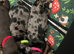 Miniature dachshund puppies