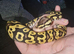 Beautiful ball python