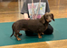 Miniature dachshund female