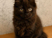 Gorgeous Smokey Maine Coon Kitten