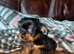 Cute Yorkshire terrier puppies
