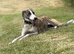 Lurcher bitch