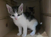 Kittens for sale