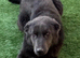 Blue German shepherd