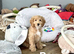 Stunning colour cockapoo ready now