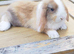 Minilop bunnies- Updated(28/08/26)