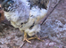 Brahma rooster