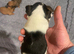 Jack Russell x chihuahua