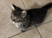 Half Maine coon